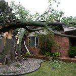 Fallen Tree